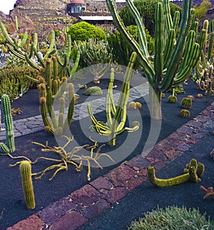 Cactus In Lanzarote