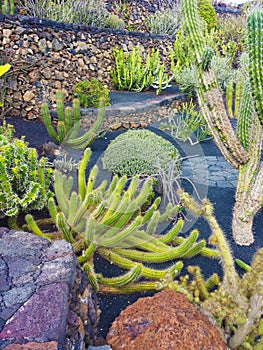 Cactus In Lanzarote