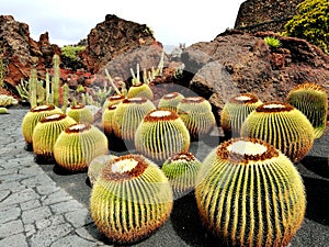 Lanzarote. Botanical garden of 450 cactus species created by CÃÂ©sar Manrique. photo