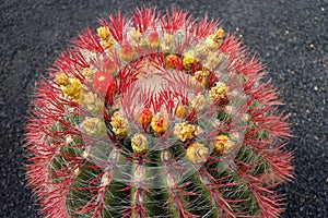 Cactus in Lanzarote Island, Canaries,Spain photo