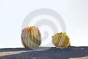 Cactus in Lanzarote island, Spain