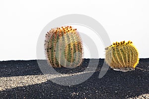Cactus in Lanzarote island, Spain