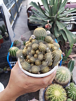 Cactus and large gos