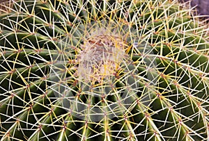 The cactus with large needles, top view,