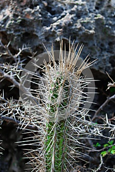 Cactus With Large Thorns