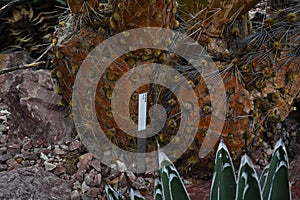Cactus in Latin called opuntia robusta, the wheel cactus, nopal tapon, or camuesa. photo