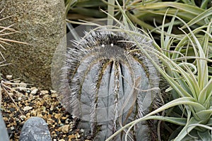 Cactus in Latin called Uebelmannia pectinifera growing in a botanical garden. photo