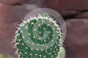 Cactus leaf