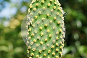 Cactus leaf close up in daylight