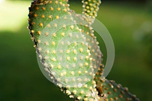 Cactus leaf close up in daylight