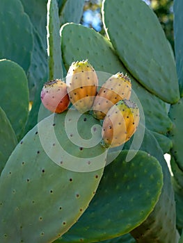 Cactus leaf with fruit. Photographed at Babylonstoren, Franschhoek, Cape Winelands, South Africa.