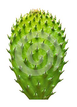 Cactus leaf isolated photo