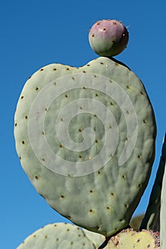 Cactus leaf in the shape of a heart. Photographed at Babylonstoren, Franschhoek, Cape Winelands, South Africa.