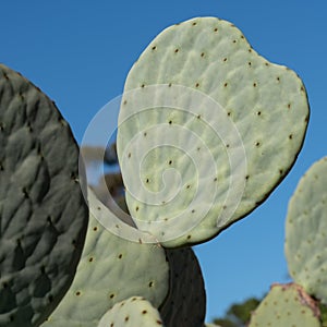 Cactus leaf in the shape of a heart. Photographed at Babylonstoren, Franschhoek, Cape Winelands, South Africa.