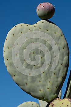 Cactus leaf in the shape of a heart. Photographed at Babylonstoren, Franschhoek, Cape Winelands, South Africa.