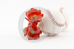 Cactus league baseballs with desert flowers photo