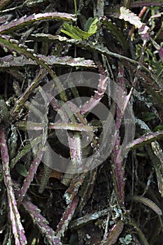 Cactus leaves closeup