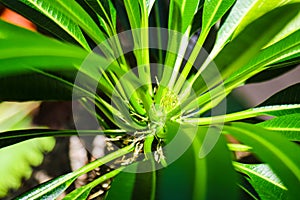 Cactus with leaves on green background. Pachypodium lameri