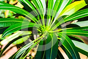 Cactus with leaves on green background. Pachypodium lameri