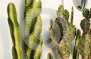 Cactus leaves on white wall background.