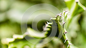 Cactus Leaves