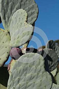 Cactus leaves in the shape of a heart. Photographed at Babylonstoren, Franschhoek, Cape Winelands, South Africa.