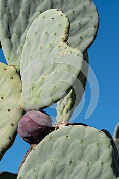 Cactus leaves in the shape of a heart. Photographed at Babylonstoren, Franschhoek, Cape Winelands, South Africa.