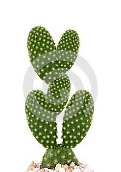 Cactus Leaves on White Background. Dessert Flower.