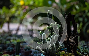 Cactus in a line of pots arranged in the garden.