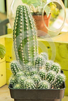 Cactus Lobivia Echinopsis aurea shaferi