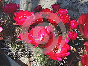 Cactus Lobivia hertrichiana with flowers