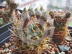 Cactus Lobivia hertrichiana with wooly buds
