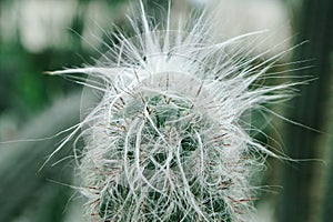 Cactus long hair