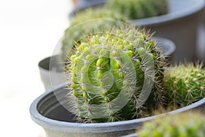 Cactus  with long needle,in a black pot, and blurred white