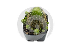 Cactus  with long needle,in a black pot, isolated on white background, clipping path