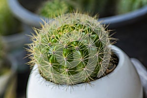 Cactus  with long needle,in a white pot, and blurred green background