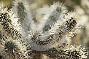 Cactus with long spikes being illuminated by the sun
