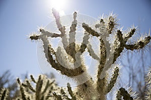 Cactus with long spikes in the bright morning sun