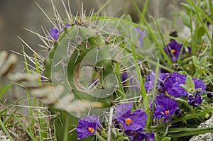 Cactus with long thorns surrounded by blue-purple flowers