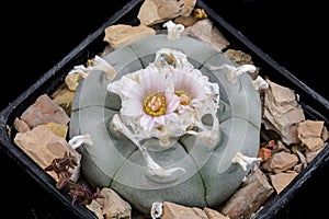 Cactus Lophophora williamsii with flower isolated on Black.