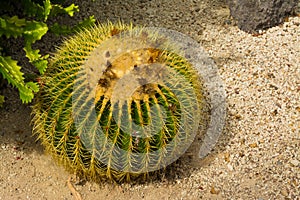 Cactus in Loro Parque