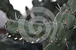 cactus in morning due