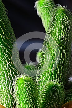 Cactus macro