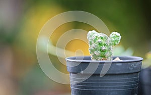 Cactus Macro Shot