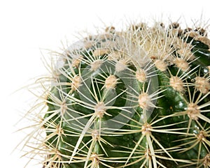 Cactus (macro shot) isolated on white