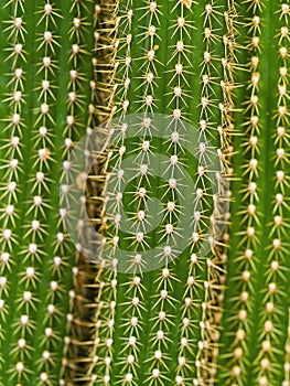 Cactus Macro Textures Ouch