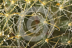 Cactus macro water drops