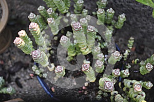 Cactus made mini garden