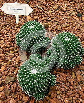 Cactus, Mammillaria bucareliensis photo
