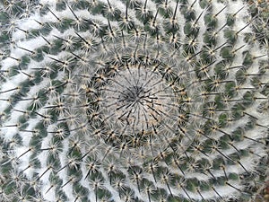 Cactus Mammillaria candida